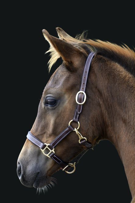 Hovedbilde FÖLGRIMMA LÄDER