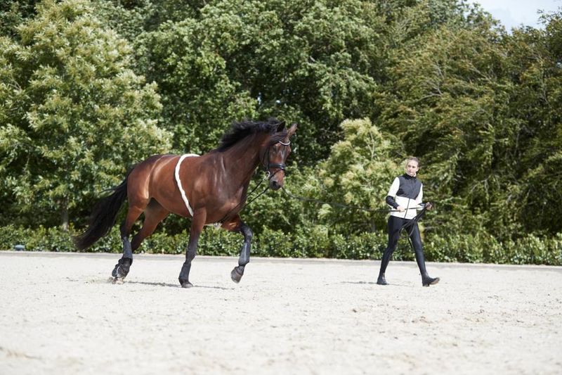 Horse Guard Soft-longeringshjelp