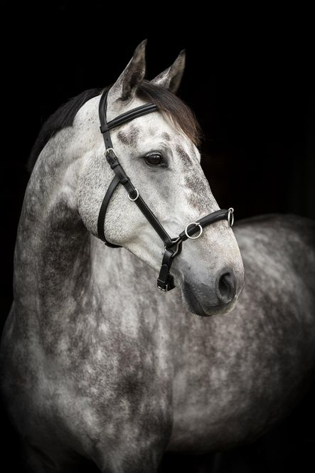 Hovedbilde LIPPO KAPSON