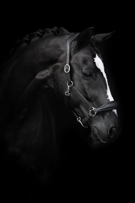 Hovedbilde LÄDERGRIMMA