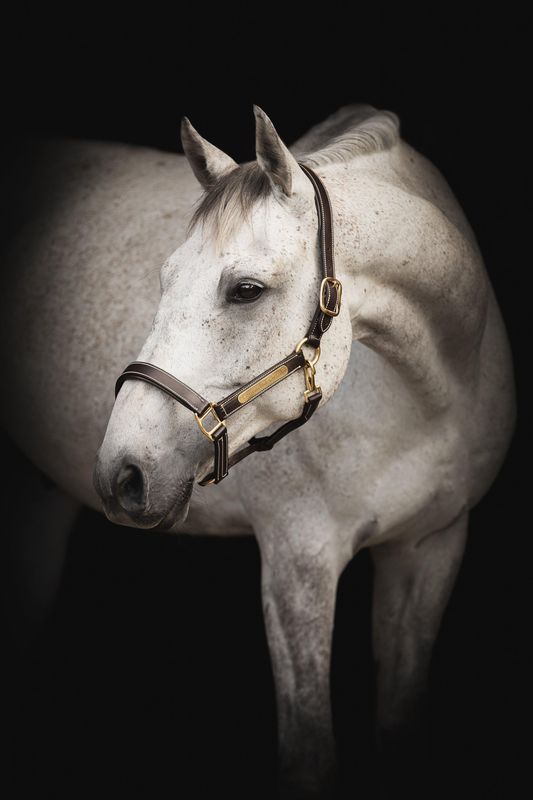 GRIMMA LIPPO SUPREME