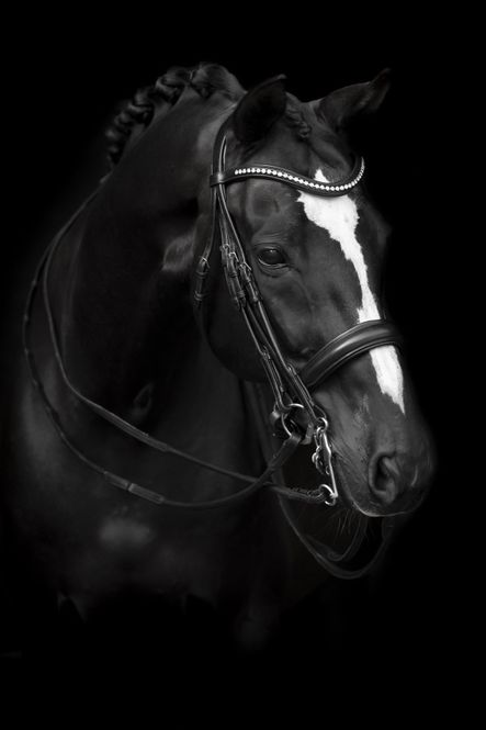 Hovedbilde KANDAR HODELAG LIPPO SUPREME DELICATO