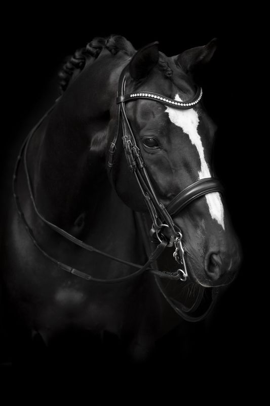 KANDAR HODELAG LIPPO SUPREME DELICATO