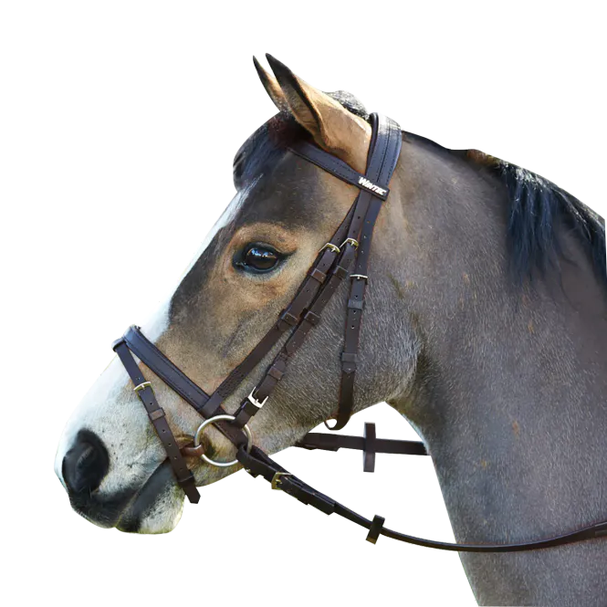 Hovedbilde Wintec Bridle med Hanoverian Nesereim