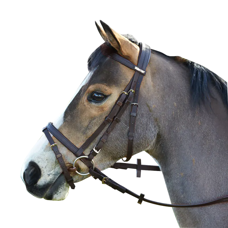 Wintec Bridle med Hanoverian Nesereim