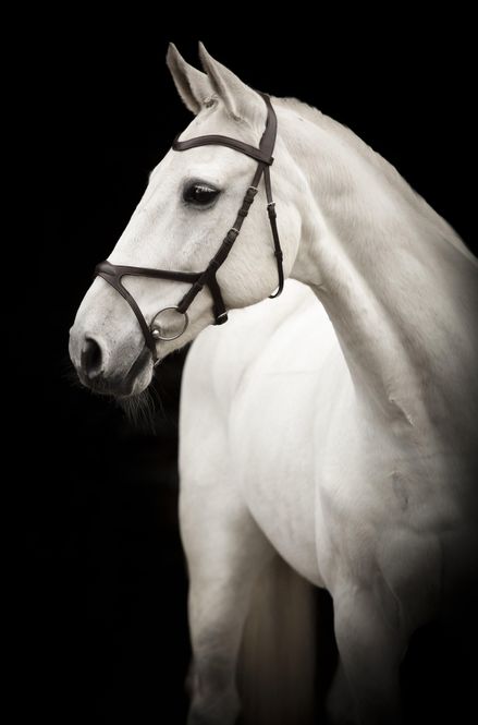 Hovedbilde HODELAG KNIGHTS ARTHUR