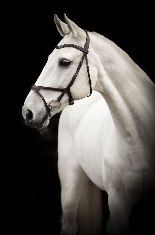 HODELAG KNIGHTS ARTHUR