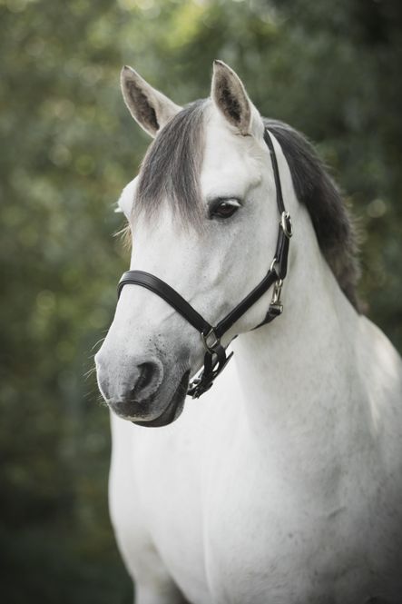 Hovedbilde LÄDERGRIMMA